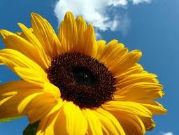 Zonnebloem